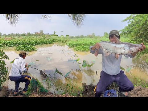 Câu Cá , Đụng Độ Cá Tra Khủng Ao Lục Bình Lâu Năm