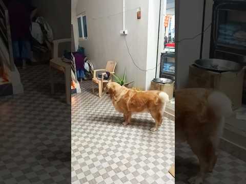 అల్లరోడు🐕😂😂/#funnydog #funnyanimal #youtube