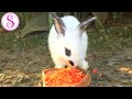 Cici the Rabbit's Eating Habits