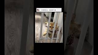 【#PuPu噗噗】宠物沟通师真的有用! #铲屎官的乐趣 #猫咪的迷惑行为