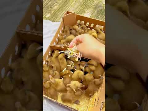 Cara Akurat Membedakan anak bebek jantan dan betina #bolang #hewanpeliharaan #bebek #lindaht #125