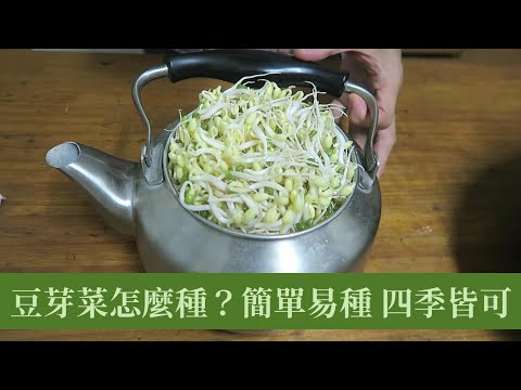 在家用茶壼孵綠豆芽，方法簡單，經濟實惠，健康又美味 | 阿星種植 - YouTube