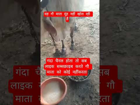 यह गौ माता मुंह नहीं खोल रही है #13million #cow #farming #100millon #gaumata #indiancow