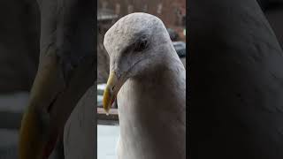 Steven Got A Little Crack On His Beak... 😢
