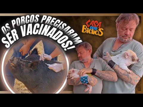 😱 TEVE CHORO, GRITO E CORRERIA! HORA DA VACINAÇÃO DOS PORCOS!