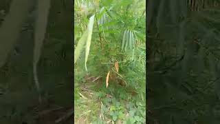 My bamboo growing on our Homestead in Guimaras ￼Island, Philippines #americanexpat #philippines