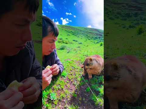 Cute Wild animal bobak marmot or prairie dog 443