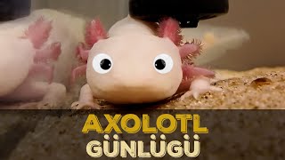 AKSOLOTLARIMIZIN KİLOSUNA BAKALIM - GÜNLÜK 1