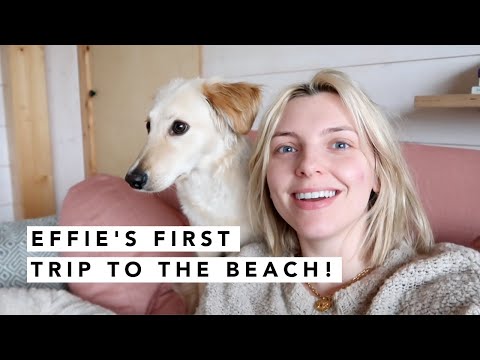 EFFIE GOES TO THE BEACH! | Estée Lalonde