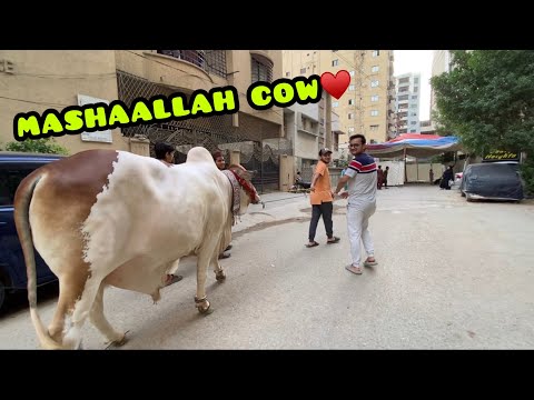 ALHAMDULILLAH masoom cow a gai😍Qurbani k liye❤️