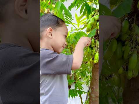 പുളിച്ചിട്ട് വയ്യ... Part-2 #kerala #trendingreels #malayalam #natural #vegetables