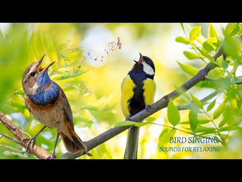 🌿 Wake Up to the Most Beautiful Morning Bird Songs! 🎶 | Relaxing Nature Sounds