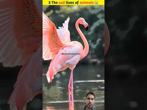 #facts #animals #wildlife #amazingfacts