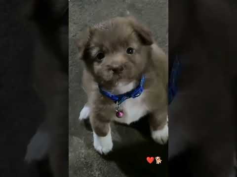 cute puppy 🐕🐕😍#viralsong #trendingshorts #youtubeshorts