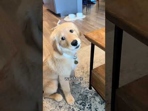 Funny and cute dogs compilation#funnydogs#cute#doglover#doglife#cure#dogshorts#pet#doglife#dogshorts