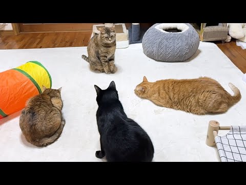 猫の集会を邪魔しちゃった黒猫くんのその後が可愛すぎます