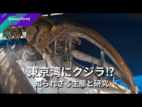 東京湾から紐解く クジラの謎｜Science Portal動画ニュース（2026年7月3日配信）