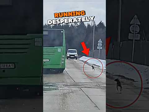 This Abandoned Dog Was Running Desperately To Chase The Bus #trending #trendingshorts #dogs