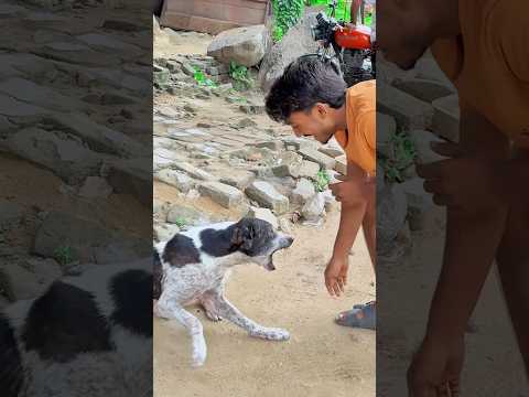 Dog🐶friendship speaks louder than words😭#viraljump #talentedboystunt #dogapparel #funny