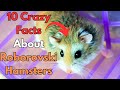 Roborovsky Hamster Care and Facts