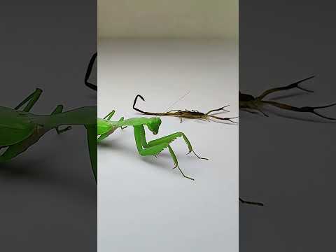 Scorpion vs Big Mantis #insects #mantis #scorpion