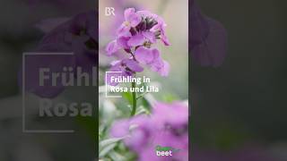 Frühling in Rosa und Lila #Frühlingsblumen #Stauden #Blütenteppich #Bienenfreundlich #Balkonpflanzen