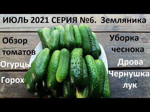 Июль 2021 серия 6. Уборка чеснока. Уход за земляникой