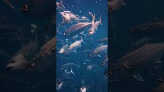 Fiji's Underwater Choir 🐟💙