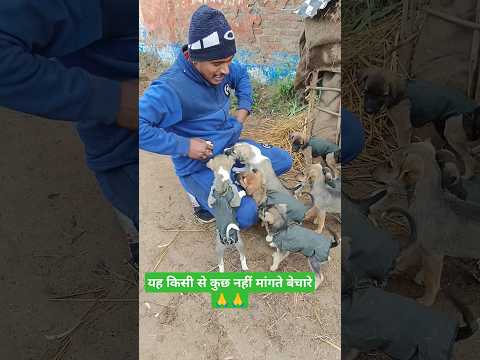 Please sev all puppies dogs 🙏🙏🙏🙏🙏#ytshorts #animals #shorts #dog