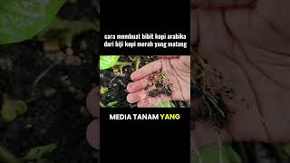 cara semai biji kopi arabika di wadah bekas gelas air mineral
