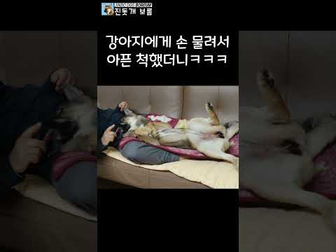 강아지에게 손 물려서 아픈 척했더니ㅋㅋㅋ #shorts