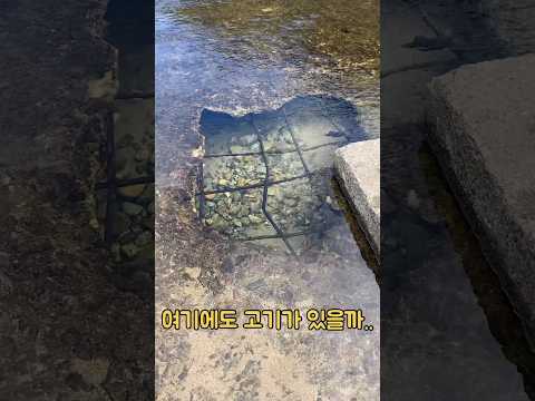 철근이 튀어나온 깨진 보 밑 구멍에 낚시를 해봤더니..