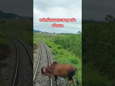 ลงเนินเป็นทางโค้งเปิดหวีดไม่ได้เดี๋ยวตกใจวิ่งลงรางทั้งหมด #train #cgm48สุดเส้นทาง #railway