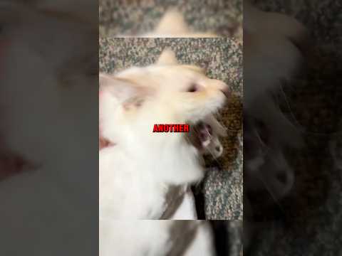 Cat Horrible Accident 💔 | #shorts #rescue #cat #animals