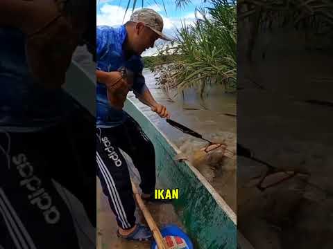 MENANGKAP IKAN BESAR PENGHUNI SUNGAI #mancing #ajokoyen #fishing #shorts