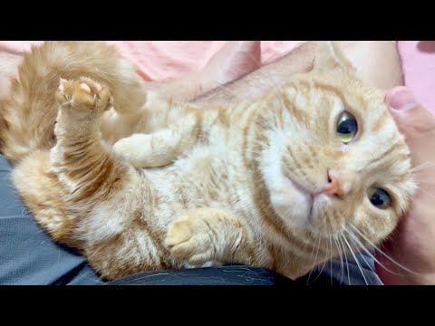 飼い主のあぐらの中で甘える猫があまりにかわいすぎました！
