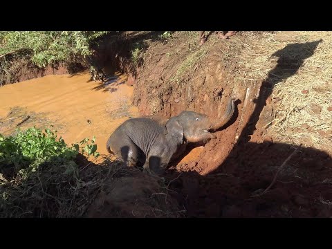 Poor baby elephant trapped deep down a well. Rescuers must get past its mother to save it