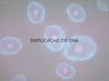 Composição e Funções do DNA