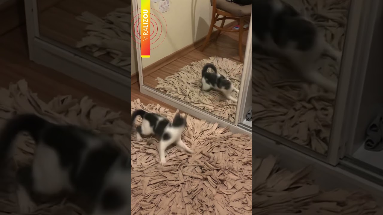 ‘Quem é essa?’: gatinha ‘descobre’ espelho e reação viraliza