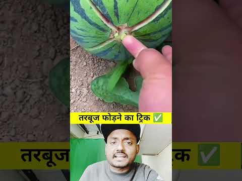 Watermelon hack 😨😨 #watermelon #cutting #skills #idea #unique #technique