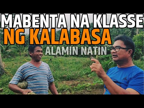 PATOK SA MASA NA KLASSE NG KALABASA | ITO ANG MAGANDANG KLASSE NA ITANIM | D' Green Thumb