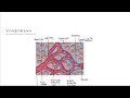 Homeostasis and Excretion Processes
