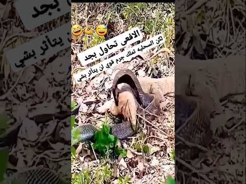 الافعى تحاول باجديه وبجمة الحيه مستمره #shorts