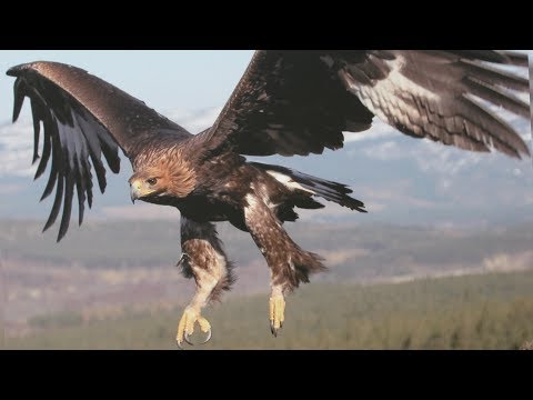 افضل لقطات افتراس لطائر العقاب المذهل! - اقوى 7 انواع