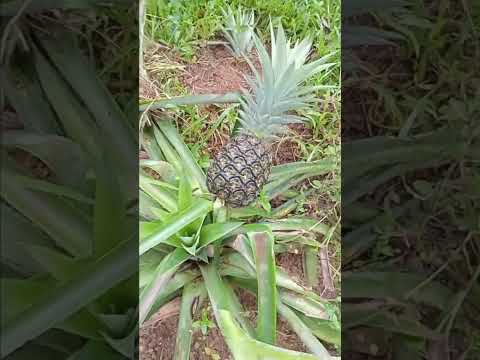 Pineapple 🍍😂🙈#shorts#funny #uppoliceconstable