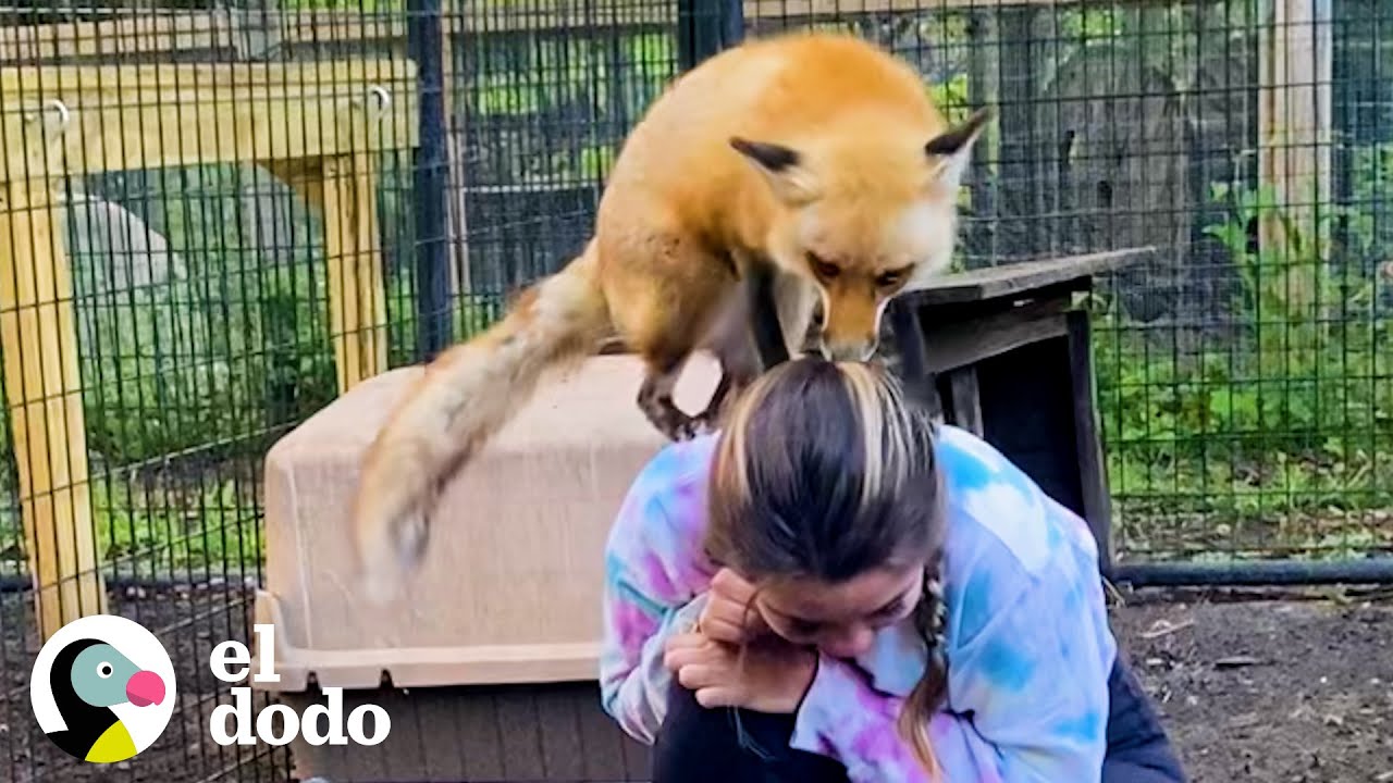 Zorrita rescatada hace lo que quiere hasta que conoce a un zorro bebé