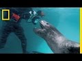 Leopard Seal Behavior and Interaction