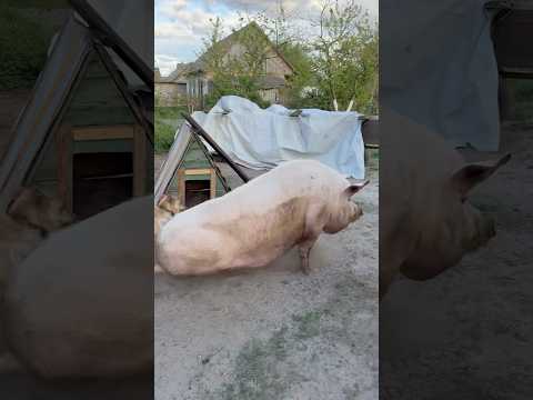 Ох та не падай #villagelife #diy #pig #farm #animals #farming #village #animal