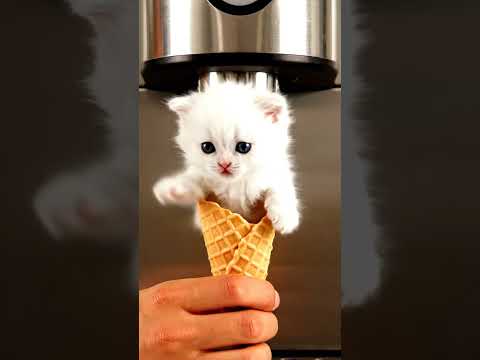 #asmr cat #cats #meow #shorts