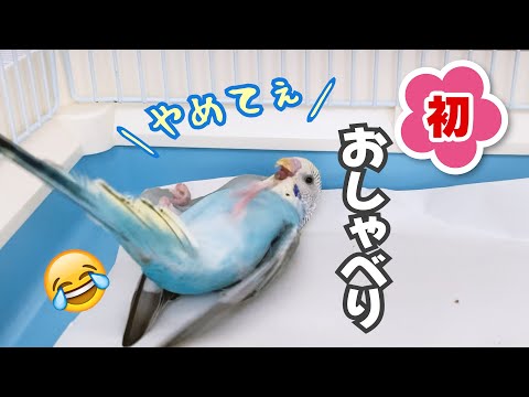 【生後２カ月半】初めてのお喋りと最近のケージ遊び  セキセイインコ 雛